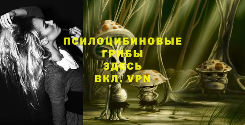 Псилоцибиновые грибы Psilocybe  Камышлов 